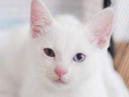 猫が社長…!?