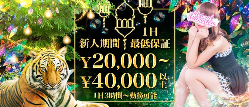 アニマルパラダイスの求人