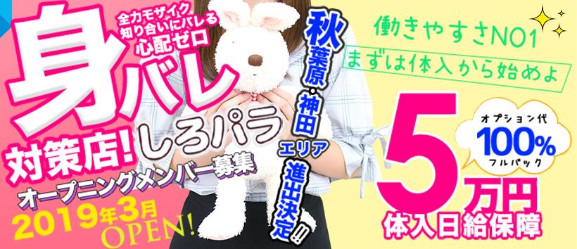 秋葉原・神田 しろパラの求人